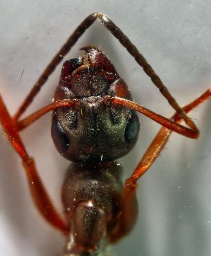 Formica cunicularia